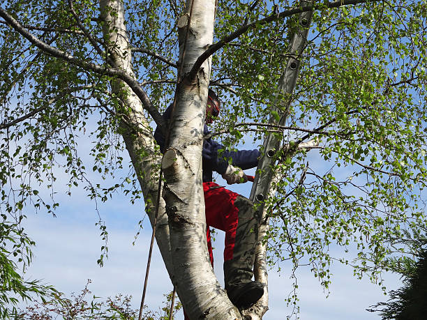 How Our Tree Care Process Works  in  Enumclaw, WA